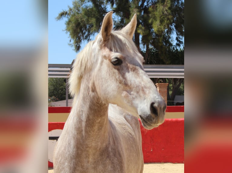 PRE Croisé Jument 8 Ans 157 cm Gris in Rafelguaraf