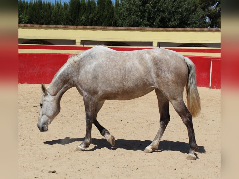 PRE Croisé Jument 8 Ans 157 cm Gris in Rafelguaraf