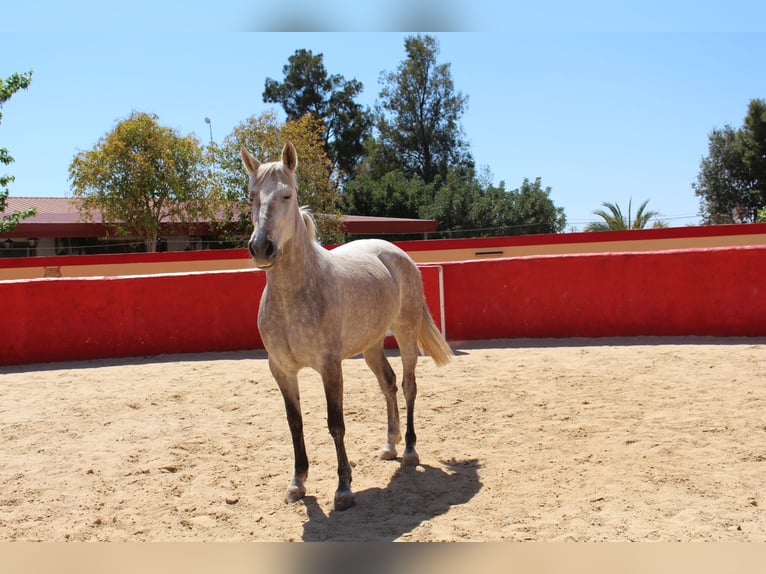 PRE Croisé Jument 8 Ans 157 cm Gris in Rafelguaraf