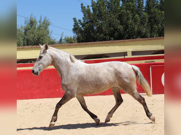 PRE Croisé Jument 8 Ans 157 cm Gris in Rafelguaraf