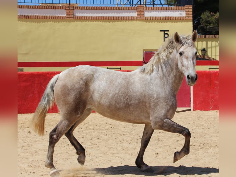 PRE Croisé Jument 8 Ans 157 cm Gris in Rafelguaraf