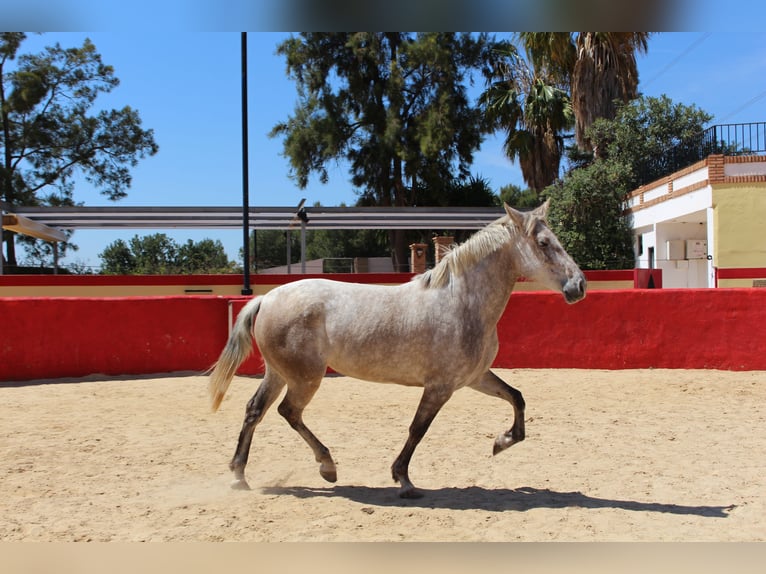 PRE Croisé Jument 8 Ans 157 cm Gris in Rafelguaraf