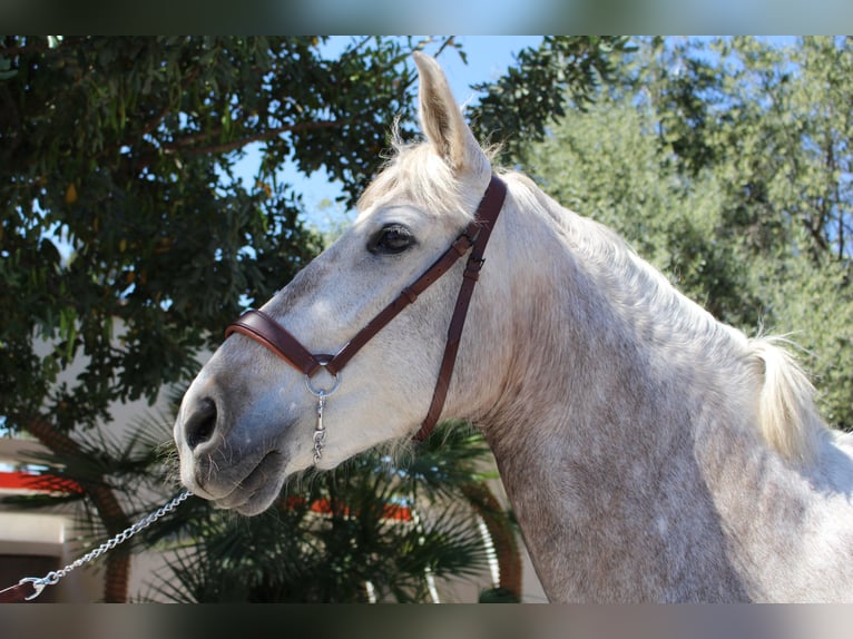 PRE Croisé Jument 8 Ans 157 cm Gris in Rafelguaraf