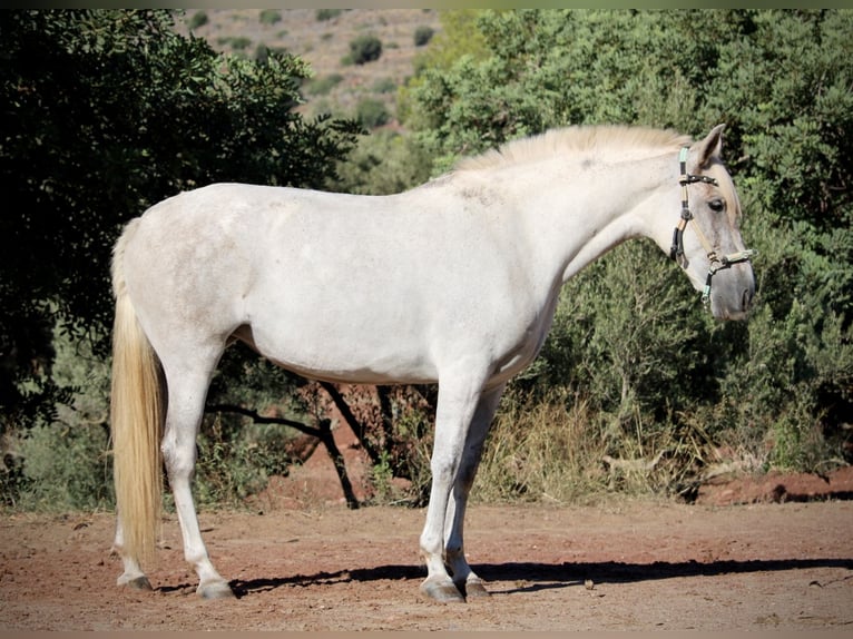 PRE Croisé Jument 8 Ans 158 cm Gris in Valencia