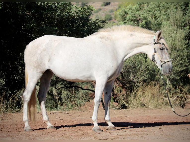 PRE Croisé Jument 8 Ans 158 cm Gris in Valencia