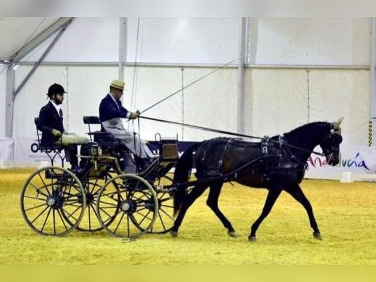 PRE Croisé Jument 8 Ans 159 cm Alezan brûlé in SEVILLA