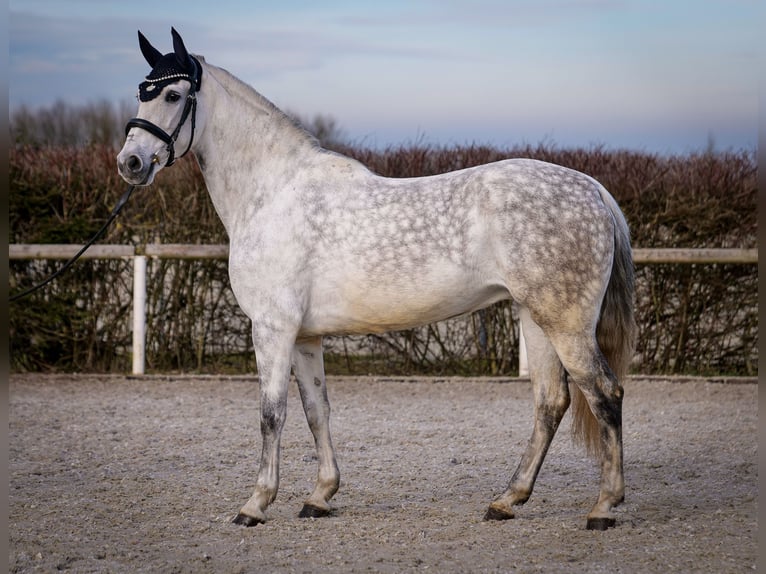 PRE Croisé Jument 8 Ans 160 cm Gris in Neustadt (Wied)