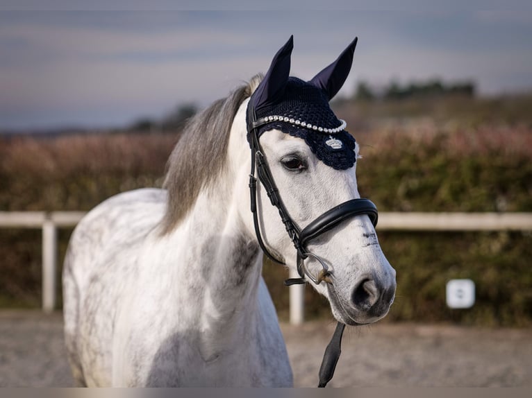 PRE Croisé Jument 8 Ans 160 cm Gris in Neustadt (Wied)