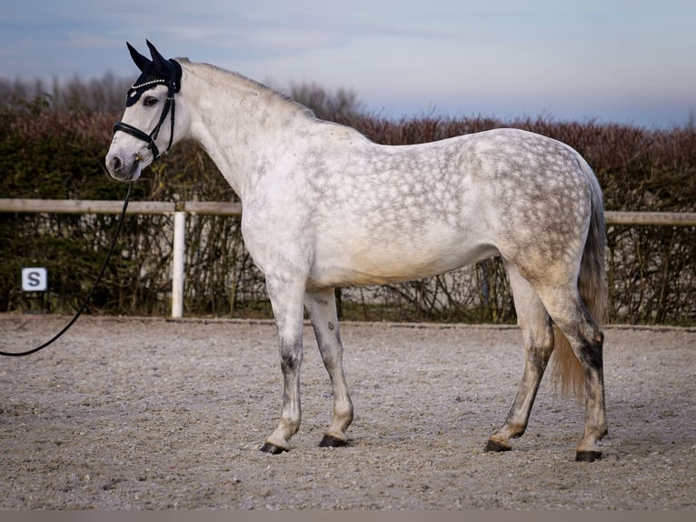 PRE Croisé Jument 8 Ans 160 cm Gris in Neustadt (Wied)