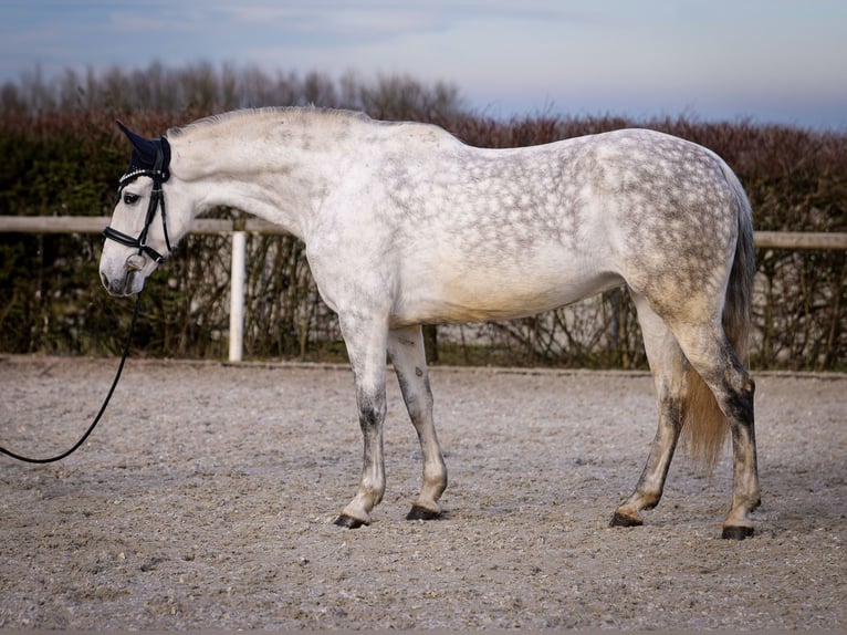 PRE Croisé Jument 8 Ans 160 cm Gris in Neustadt (Wied)