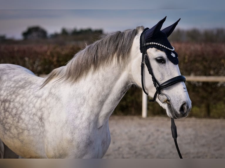 PRE Croisé Jument 8 Ans 160 cm Gris in Neustadt (Wied)