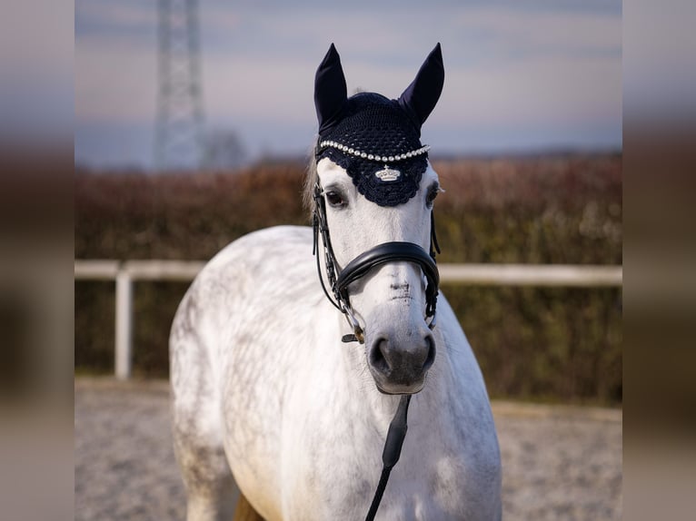 PRE Croisé Jument 8 Ans 160 cm Gris in Neustadt (Wied)