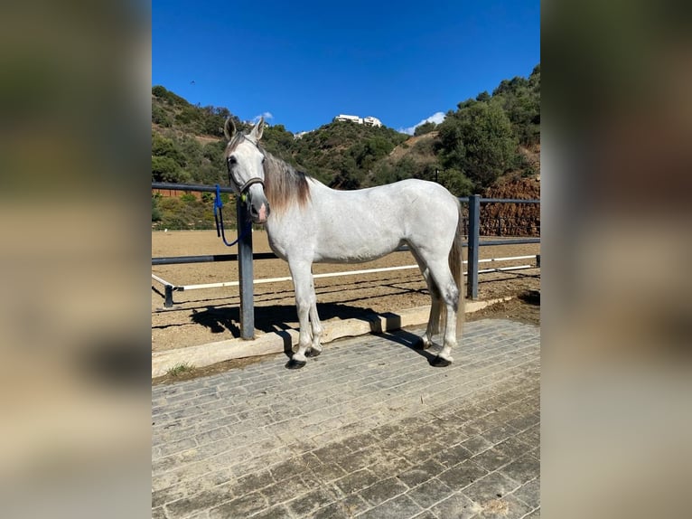 PRE Jument 8 Ans 160 cm Gris in Marbella