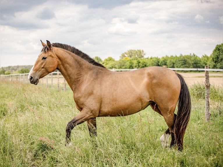 PRE Jument 8 Ans 160 cm Isabelle in Vaas