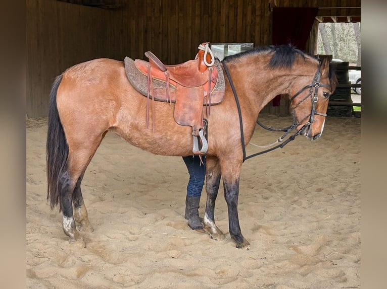 PRE Jument 8 Ans 160 cm Isabelle in Vaas