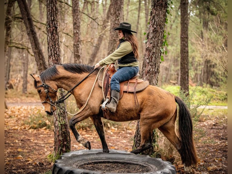 PRE Jument 8 Ans 160 cm Isabelle in Vaas