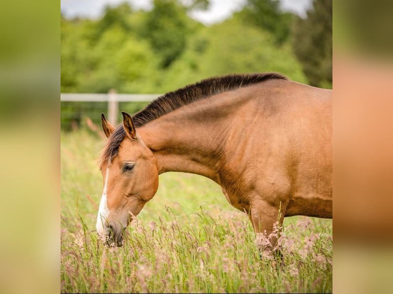 PRE Jument 8 Ans 160 cm Isabelle in Vaas