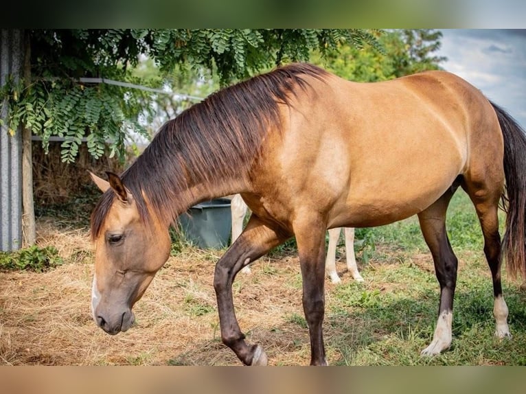 PRE Jument 8 Ans 160 cm Isabelle in Vaas
