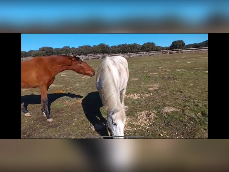 PRE Croisé Jument 8 Ans 162 cm Bai in Galaroza (Huelva)