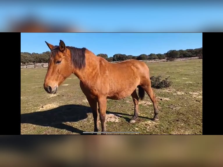 PRE Croisé Jument 8 Ans 162 cm Bai in Galaroza (Huelva)