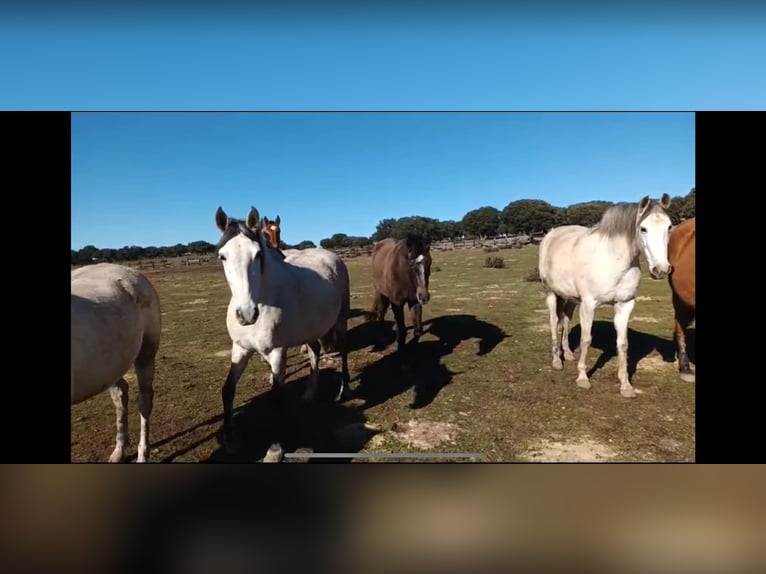 PRE Croisé Jument 8 Ans 162 cm Bai in Galaroza (Huelva)