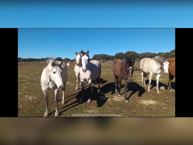 PRE Croisé Jument 8 Ans 162 cm Bai in Galaroza (Huelva)