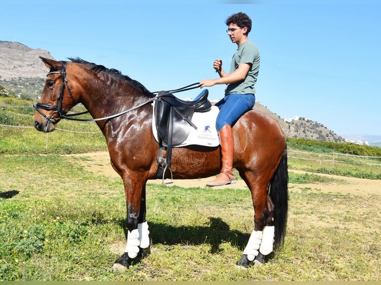 PRE Croisé Jument 8 Ans 163 cm Bai in Provinz Malaga