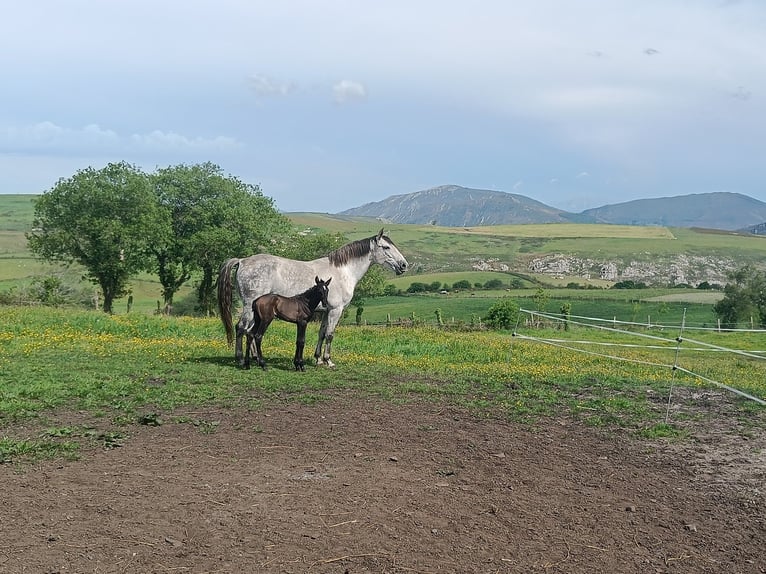 PRE Jument 8 Ans 163 cm in Oviedo