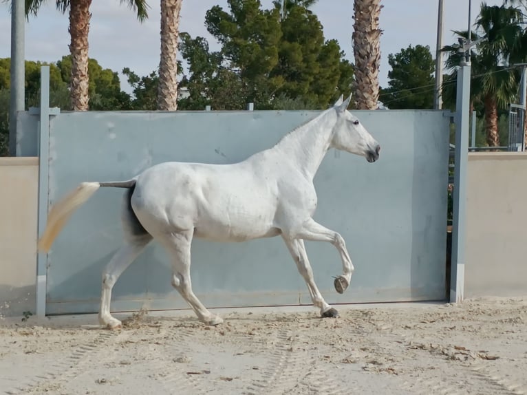 PRE Jument 8 Ans 163 cm Gris in Alicante/Alacant