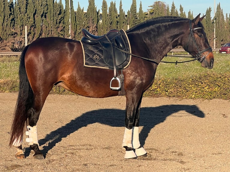 PRE Croisé Jument 8 Ans 164 cm Bai brun in Vilanova I La Geltru