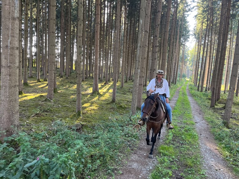 PRE Croisé Jument 8 Ans 164 cm Bai in Mittelstetten