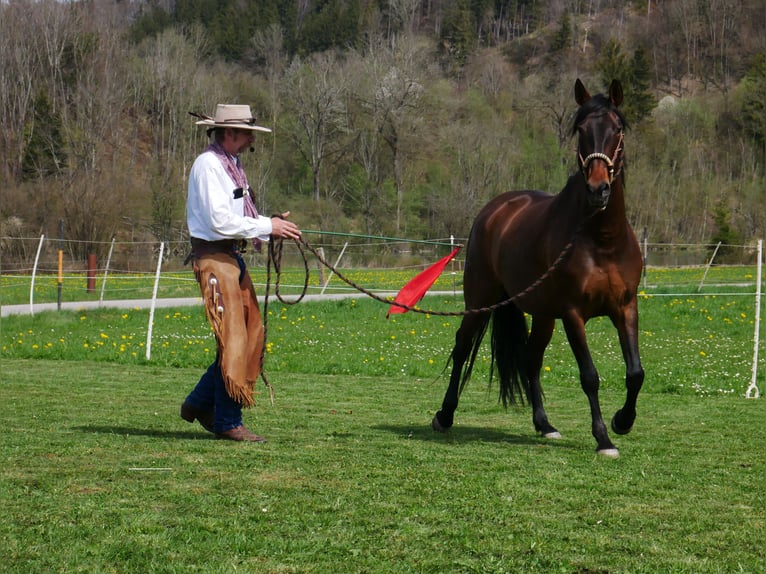 PRE Croisé Jument 8 Ans 164 cm Bai in Mittelstetten