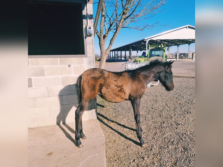 PRE Croisé Jument 8 Ans 165 cm Gris in Villanova Canavese