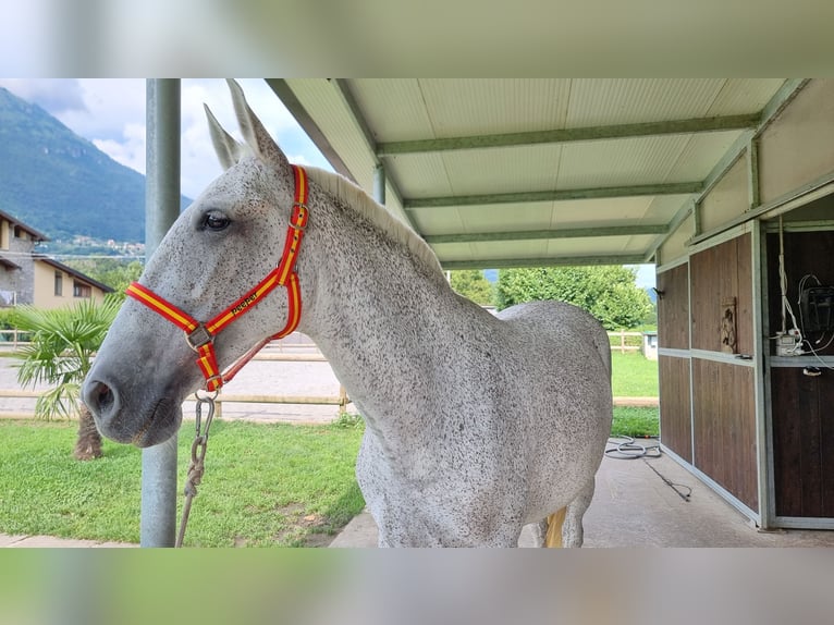 PRE Croisé Jument 8 Ans 165 cm Gris in Villanova Canavese