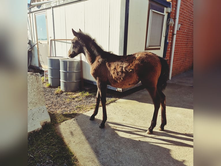 PRE Croisé Jument 8 Ans 165 cm Gris in Villanova Canavese