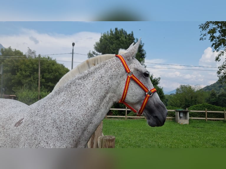 PRE Croisé Jument 8 Ans 165 cm Gris in Villanova Canavese