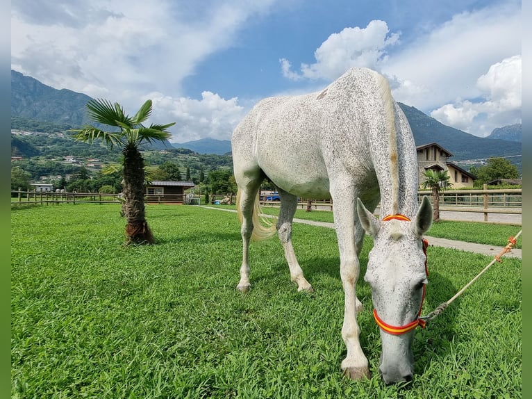 PRE Croisé Jument 8 Ans 165 cm Gris in Villanova Canavese