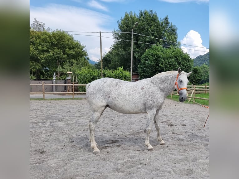 PRE Croisé Jument 8 Ans 165 cm Gris in Villanova Canavese