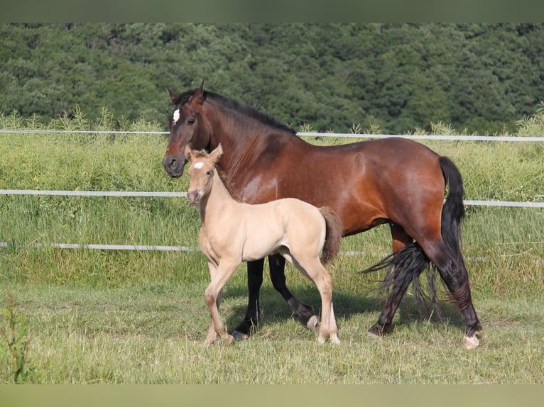 PRE Croisé Jument 8 Ans 166 cm Perle in Kirn