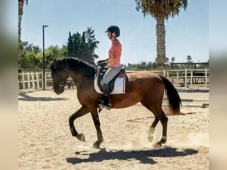 PRE Croisé Jument 8 Ans 167 cm Bai brun in Alicante