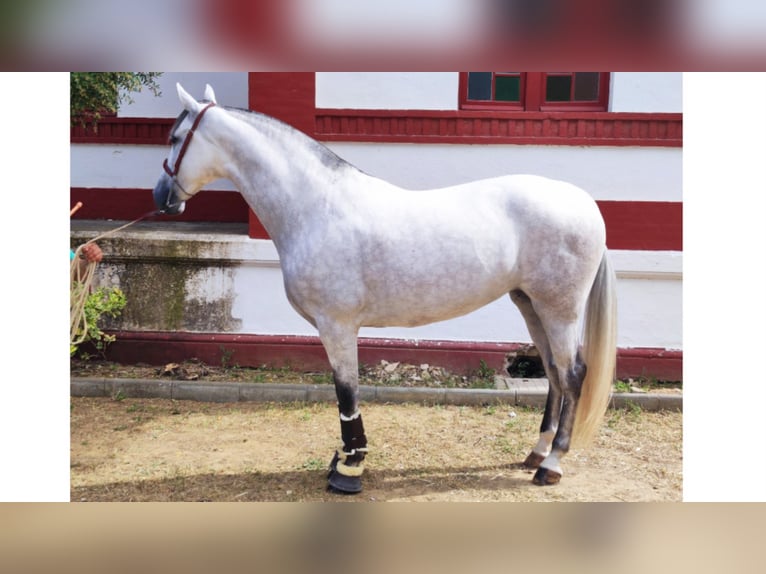 PRE Croisé Jument 8 Ans 167 cm Gris in NAVAS DEL MADRONO