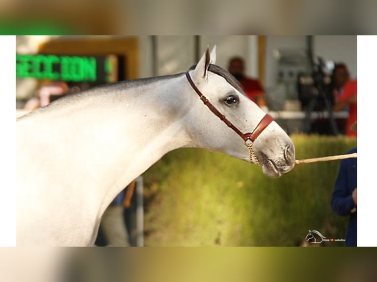 PRE Croisé Jument 8 Ans 167 cm Gris in NAVAS DEL MADRONO