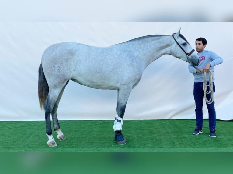 PRE Croisé Jument 8 Ans 167 cm Gris in NAVAS DEL MADRONO