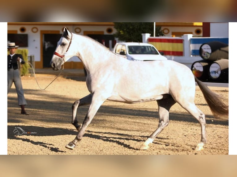 PRE Croisé Jument 8 Ans 167 cm Gris in NAVAS DEL MADRONO