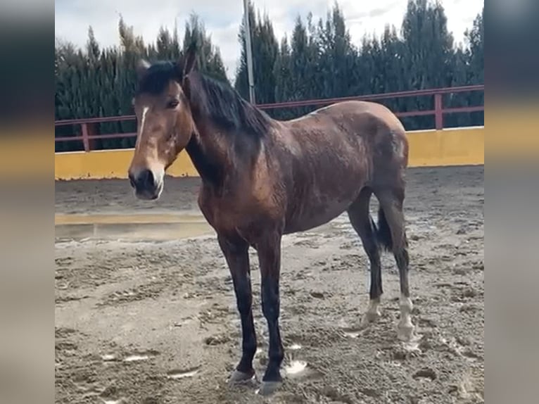 PRE Croisé Jument 8 Ans 170 cm Bai cerise in Alicante/Alacant