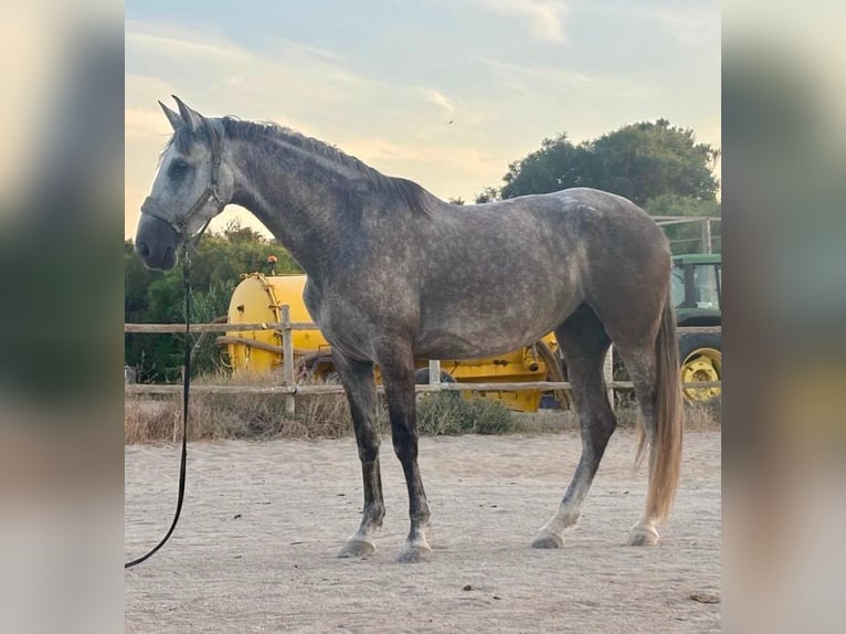 PRE Croisé Jument 8 Ans 172 cm Gris in Almerimar