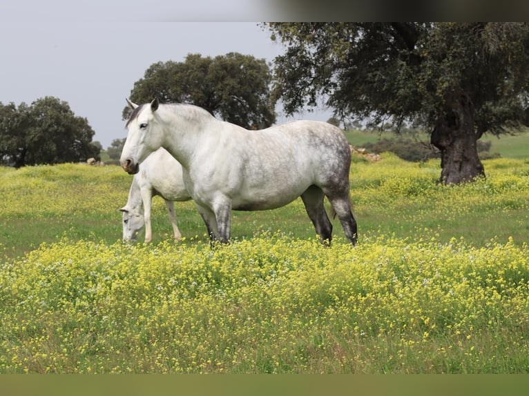 PRE Croisé Jument 8 Ans 172 cm Gris in Fuente Obejuna