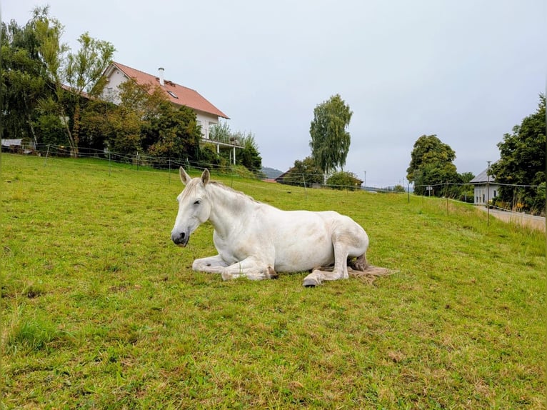 PRE Croisé Jument 8 Ans 175 cm Gris in Rötz
