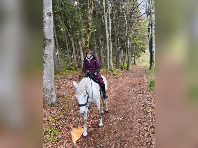 PRE Croisé Jument 8 Ans 175 cm Gris in Rötz