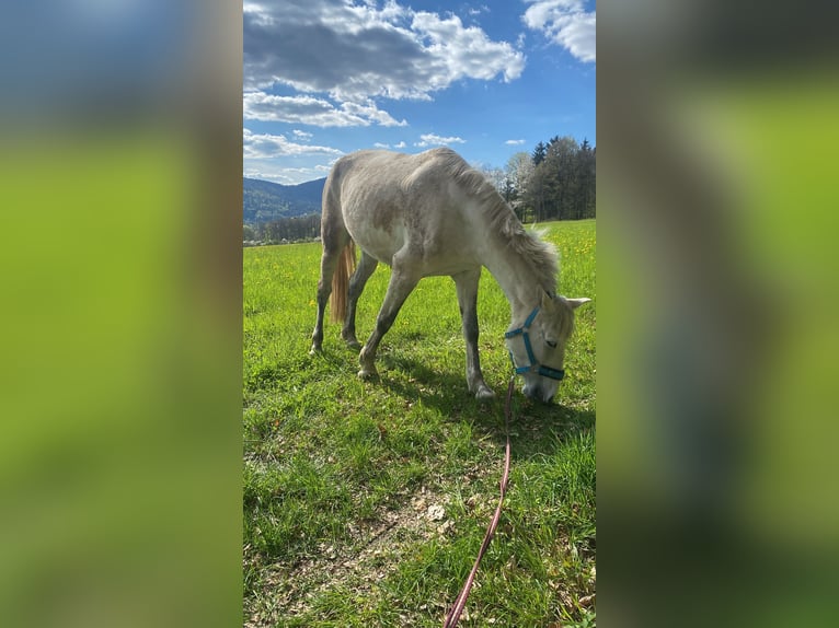 PRE Croisé Jument 8 Ans 175 cm Gris in Rötz